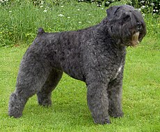 An adult Bouvier des Flandres.