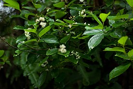 Safiirikorumarja (Symplocos paniculata)