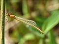 Teneral female