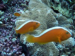 Grupo de A. sandaracinos en Stichodactyla mertensii, Cebú, Filipinas