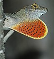 Anolis sagrei adulte, mâle