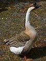Domestic Chinese goose: erect posture and fat rear end