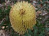 Banksia epica flower spike