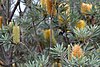 Banksia verticillata at Mt Barker, WA, US