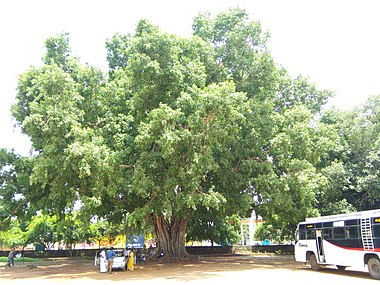 نمایی از درخت