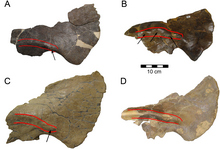 Four similar skull bones of related dinosaurs