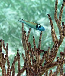 Thalassoma bifasciatum, Корални гребен Белизеа