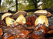 Neoboletus pseudosulphureus