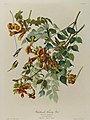 Brooklyn Museum - Ruby-throated hummingbird and trumpet creeper (Campsis radicans) - John J. Audubon