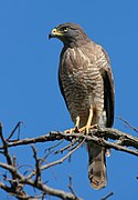 Buteo magnirostris -Goias -Brazil-8