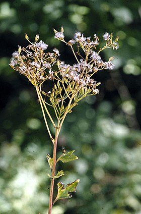 Cacalia atriplicifolia