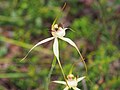 Caladenia busselliana (EN)