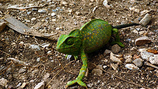 Camaleón común (Chamaeleo chamaeleon) en El Portús.