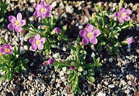 Centaurium scilloides