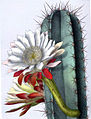 Cereus repandus