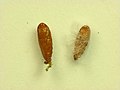 Pupa with and without cocoon