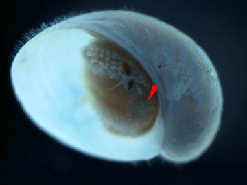 A translucent rounded operculum inside the aperture of the snail.