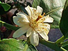 Fleur de citronnier.