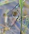 Common bluetails mating