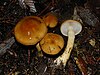 orange webcap mushroom (Cortinarius mucosus)