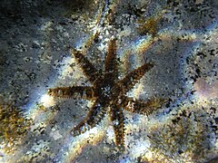 Étoile de mer épineuse (Coscinasterias tenuispina) (introduite)