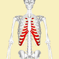 Position of the costal cartilages (shown in red). Animation.