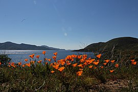 A view of Diamond Valley Lake and California Poppies
