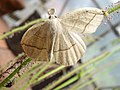 Confused eusarca moth (Eusarca confusaria) trapped by Drosera filiformis