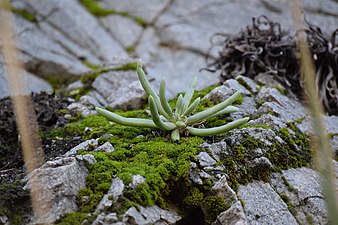 Dudleya densiflora