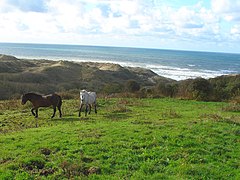 Chevaux au bord de la mer à Écault.