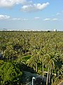 The Palmeral of Elche