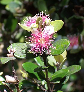 Eugenia buxifolia