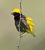 Black bird with yellow head and back perched on a stem