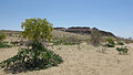 Paysage du Kyzylkoum avec Ferula assa-foetida, près de la forteresse d'Ayaz Kala