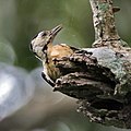 At Narendrapur near Kolkata, West Bengal, India.