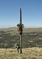 Lobelia rhynchopetalum dans le Parc national du Simien, Éthiopie