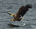 Image 24White-tailed eagle fishing off Mull, one of several islands to which the birds have been successfully re-introduced Credit: Jacob Spinks