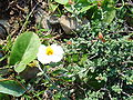 Helianthemum almeriense