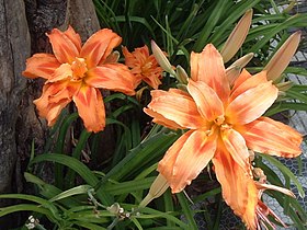 Hemerocallis fulva