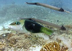 Un labre bicolore (Hemigymnus melapterus)