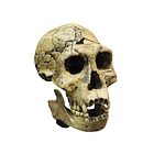 A skull from an early hominid