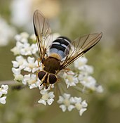 Leucozona（英语：Leucozona）