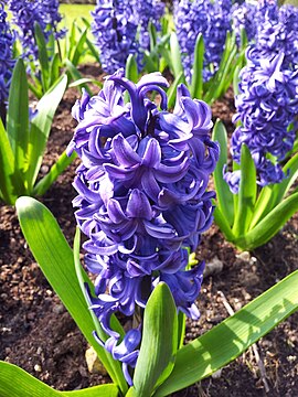 Hyacinthus orientalis