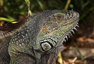 Animals are often defined by their physical texture, such as a fuzzy kitten or this scaly iguana.