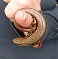 Kapitia skink hanging from a finger