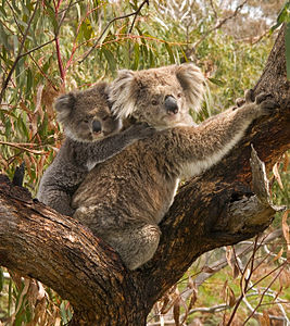 Koala with joey, by Benjamint