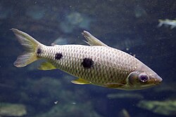 Leporinus friderici