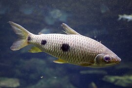 Leporinus friderici (Anostomidae)