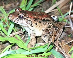 Description de l'image Leptodactylus wagneri 85697004.jpg.