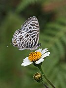 Leptotes brevidentatus